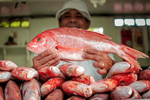 O que fazer no Mercado de Peixe Fortaleza