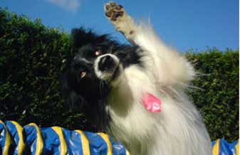Olivier Soulier Comportamentalista Canino - Foto 1