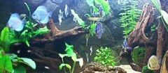 aquarios-e-peixes-fortaleza-1358351331