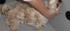 banho-e-tosa-de-animais-fortaleza-1358351424