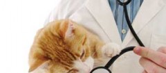 clinicas-veterinarias-fortaleza-1358351605
