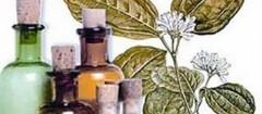 farmacias-de-homeopatia-fortaleza-1358533996
