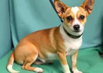 mutirão gratuito de castração