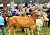 PEC Brasil